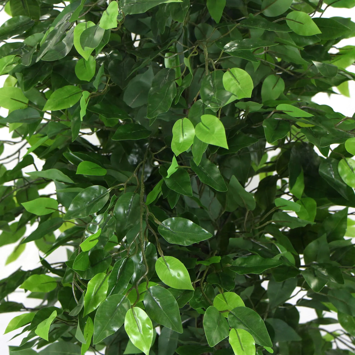 Artificial Ficus Tree 180cm Nearly Natural UV Resistant - Image 4