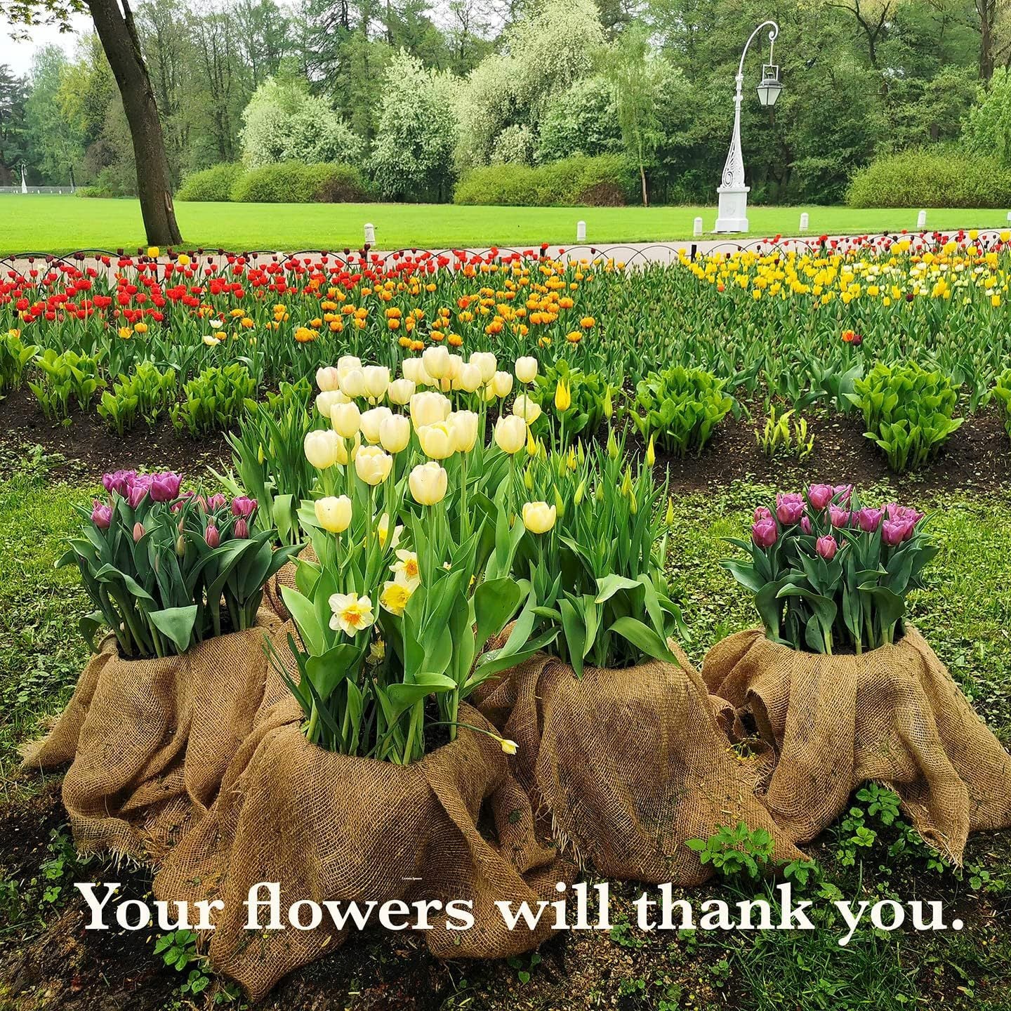 40in x 15ft Natural Jute Burlap Plant Blankets - High Density Winter Frost Protection for Australian Gardens and Trees - Image 4