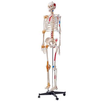 Human Skeleton Model for Anatomy, 182 cm Life Size, Accurate PVC Anatomy Skeleton Model with Ligaments, Movable Arms, Legs & Jaw, with Muscle Origin & Insertion Points, for Professional Teaching
