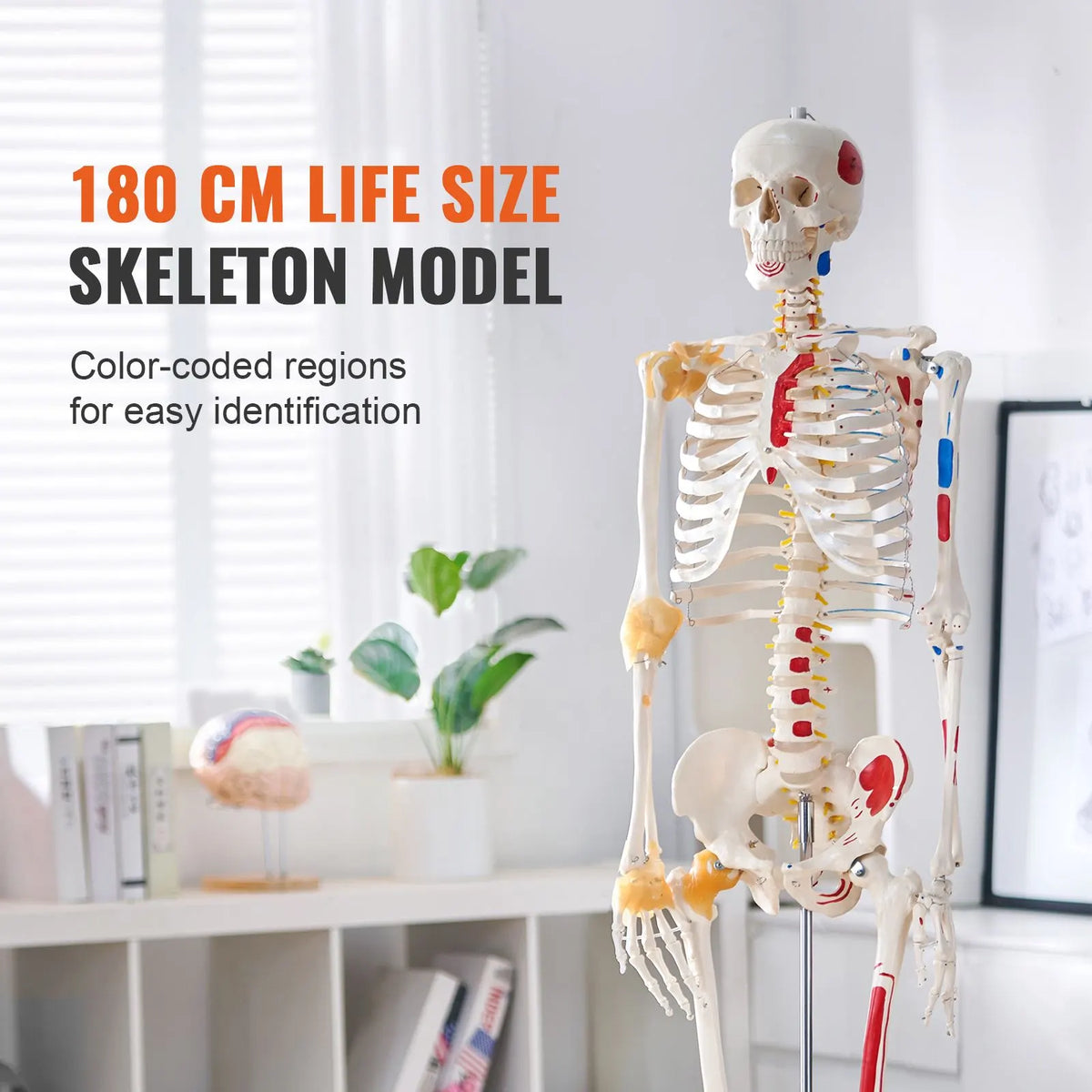 Human Skeleton Model for Anatomy, 182 cm Life Size, Accurate PVC Anatomy Skeleton Model with Ligaments, Movable Arms, Legs & Jaw, with Muscle Origin & Insertion Points, for Professional Teaching - Image 2