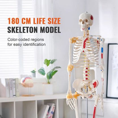 Human Skeleton Model for Anatomy, 182 cm Life Size, Accurate PVC Anatomy Skeleton Model with Ligaments, Movable Arms, Legs & Jaw, with Muscle Origin & Insertion Points, for Professional Teaching - Image 2
