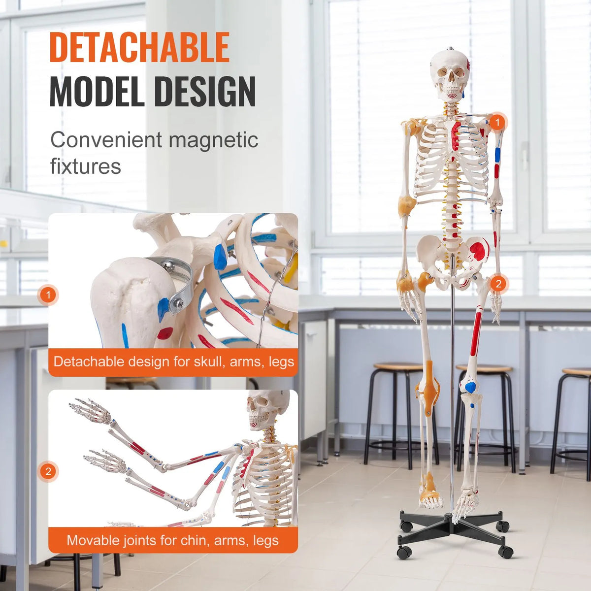 Human Skeleton Model for Anatomy, 182 cm Life Size, Accurate PVC Anatomy Skeleton Model with Ligaments, Movable Arms, Legs & Jaw, with Muscle Origin & Insertion Points, for Professional Teaching - Image 4