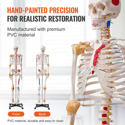 Human Skeleton Model for Anatomy, 182 cm Life Size, Accurate PVC Anatomy Skeleton Model with Ligaments, Movable Arms, Legs & Jaw, with Muscle Origin & Insertion Points, for Professional Teaching - Image 5