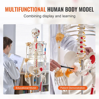 Human Skeleton Model for Anatomy, 182 cm Life Size, Accurate PVC Anatomy Skeleton Model with Ligaments, Movable Arms, Legs & Jaw, with Muscle Origin & Insertion Points, for Professional Teaching - Image 6