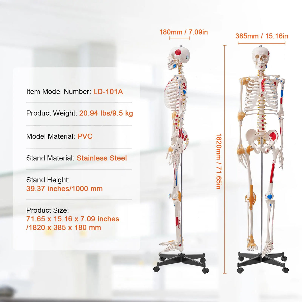 Human Skeleton Model for Anatomy, 182 cm Life Size, Accurate PVC Anatomy Skeleton Model with Ligaments, Movable Arms, Legs & Jaw, with Muscle Origin & Insertion Points, for Professional Teaching - Image 7
