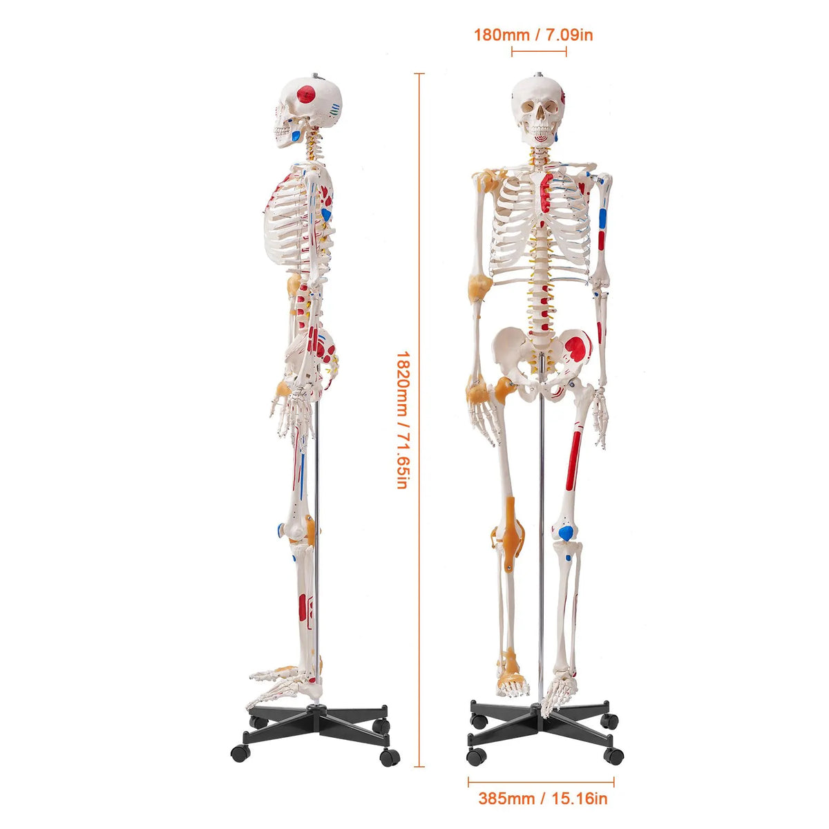 Human Skeleton Model for Anatomy, 182 cm Life Size, Accurate PVC Anatomy Skeleton Model with Ligaments, Movable Arms, Legs & Jaw, with Muscle Origin & Insertion Points, for Professional Teaching - Image 8