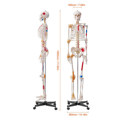 Human Skeleton Model for Anatomy, 182 cm Life Size, Accurate PVC Anatomy Skeleton Model with Ligaments, Movable Arms, Legs & Jaw, with Muscle Origin & Insertion Points, for Professional Teaching - Image 8