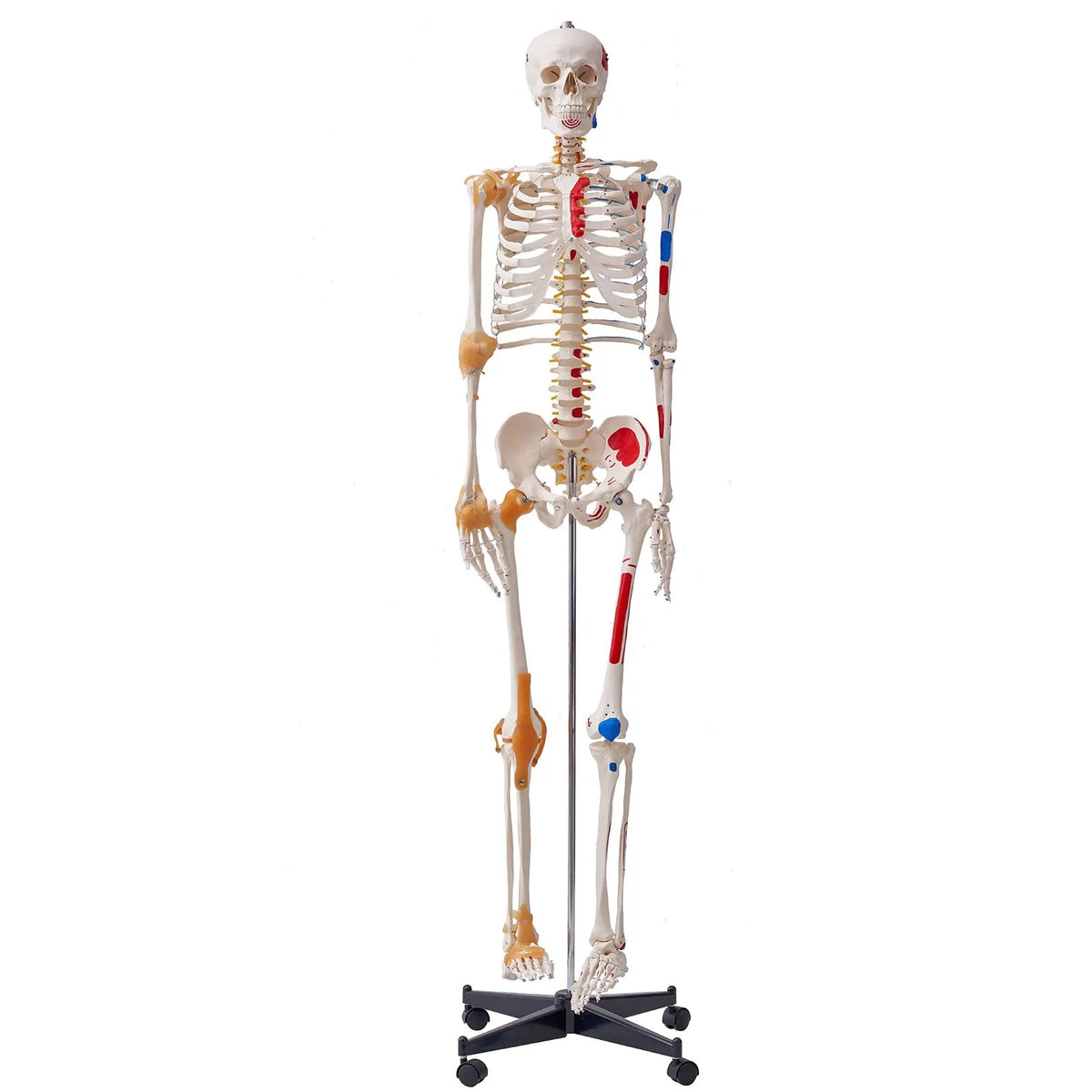 Human Skeleton Model for Anatomy, 182 cm Life Size, Accurate PVC Anatomy Skeleton Model with Ligaments, Movable Arms, Legs & Jaw, with Muscle Origin & Insertion Points, for Professional Teaching - Image 9