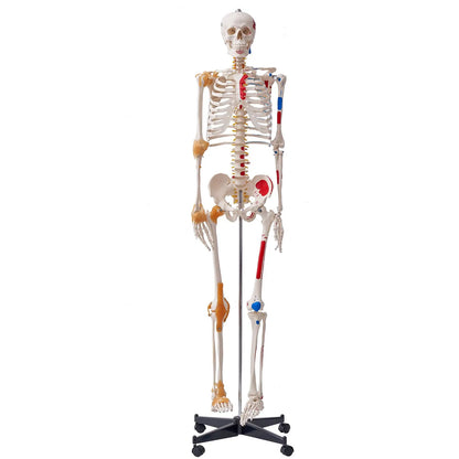 Human Skeleton Model for Anatomy, 182 cm Life Size, Accurate PVC Anatomy Skeleton Model with Ligaments, Movable Arms, Legs & Jaw, with Muscle Origin & Insertion Points, for Professional Teaching - Image 9