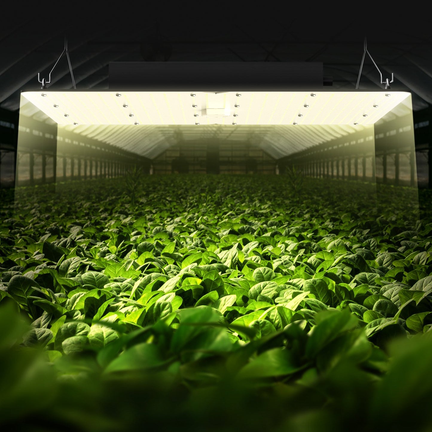 LED Grow Light, 400W Full Spectrum Dimmable, High Yield Samsung 2B1B Diodes Growing Lamp for Indoor Plants Seedling Veg and Bloom Greenhouse Growing, Daisy Chain Driver for 4x4/5x5 ft Grow Tent - Image 8