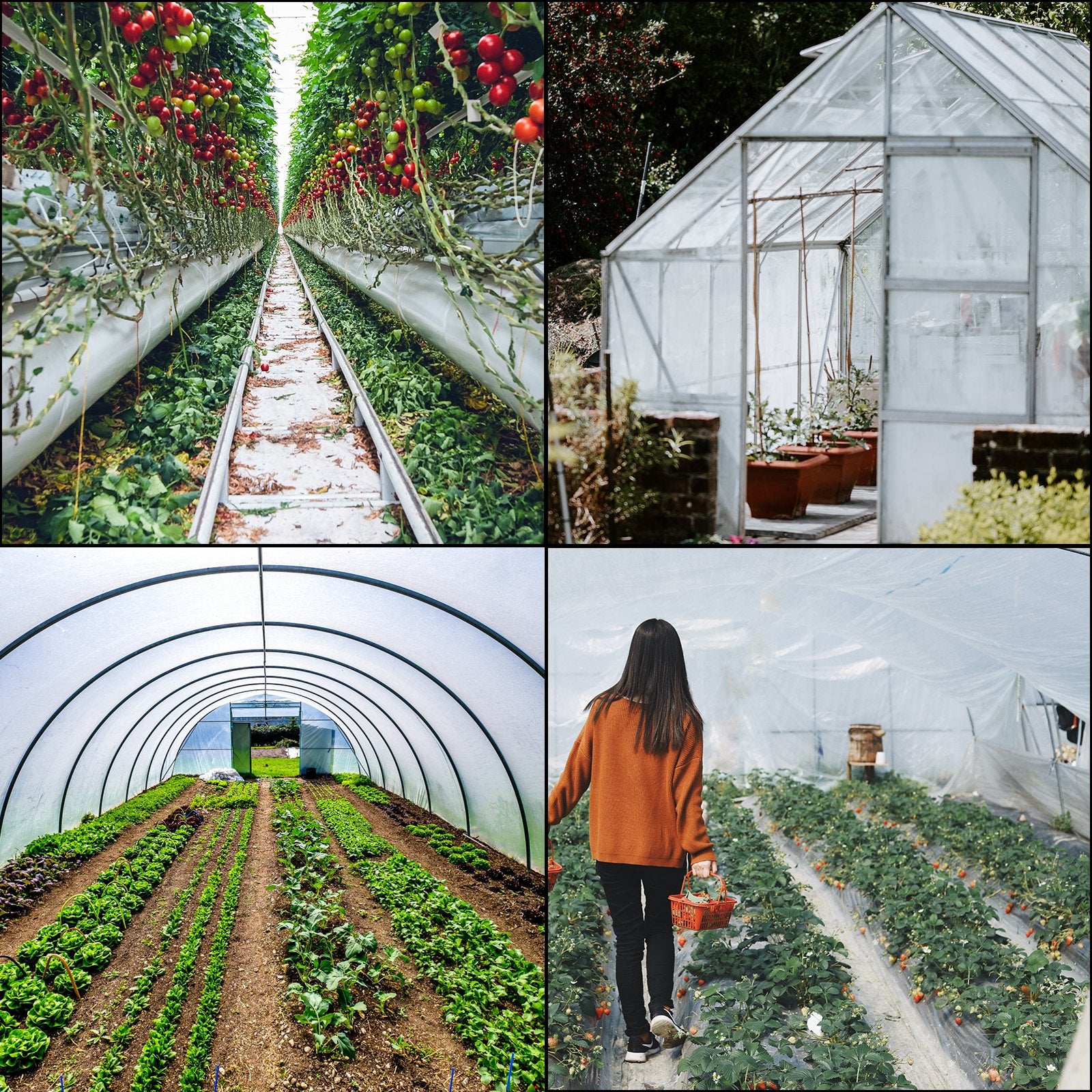 Greenhouse Film, Greenhouse Polyethylene Film 20x28 ft Greenhouse Plastic - Image 7