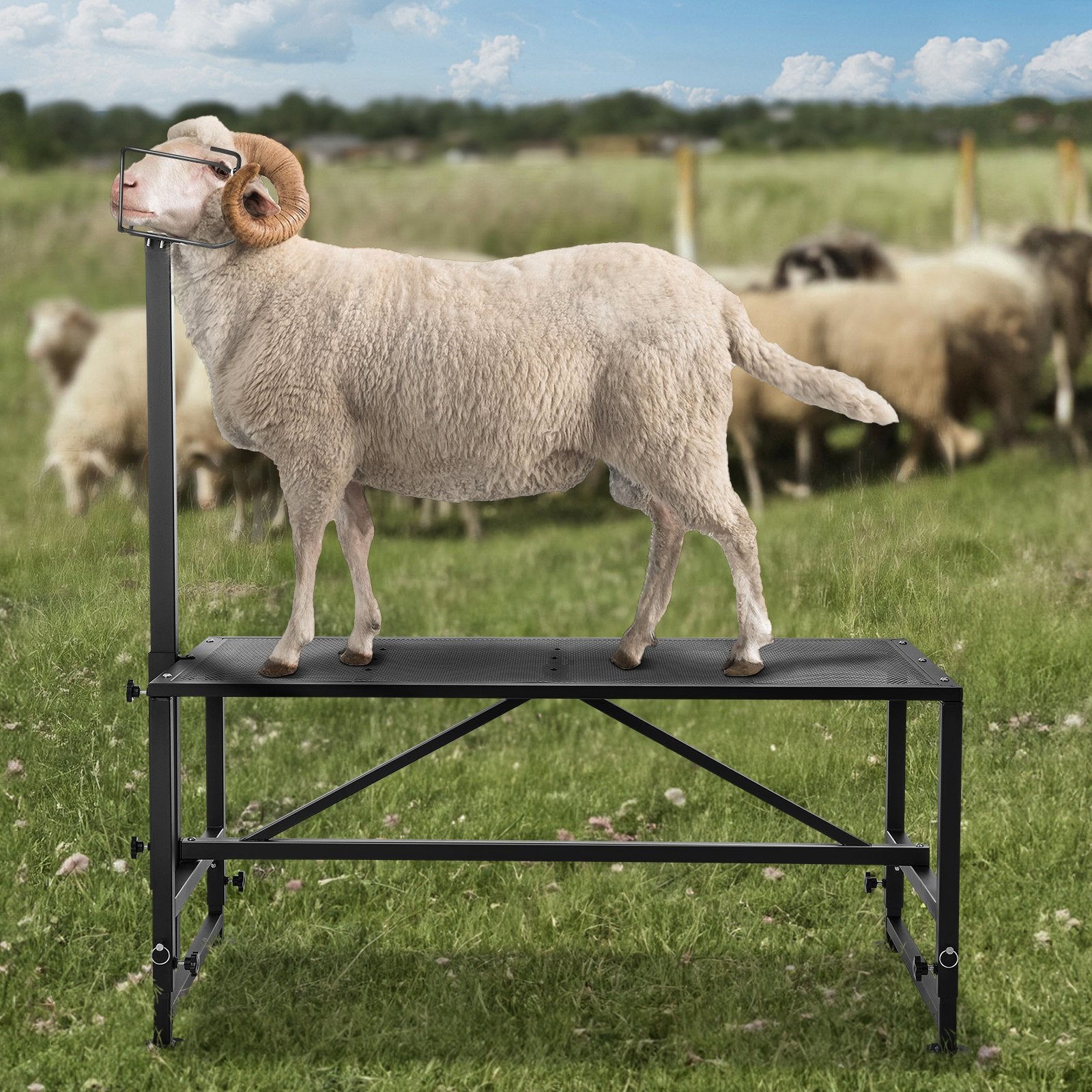 Goat & Sheep Stand, 47x23 inch Livestock Stand, Metal Livestock Milking and Shearing Stand 21" to 33" Adjustable Height, with Headpiece and Nose Loop, 500lbs Loading Weight, Black - Image 8