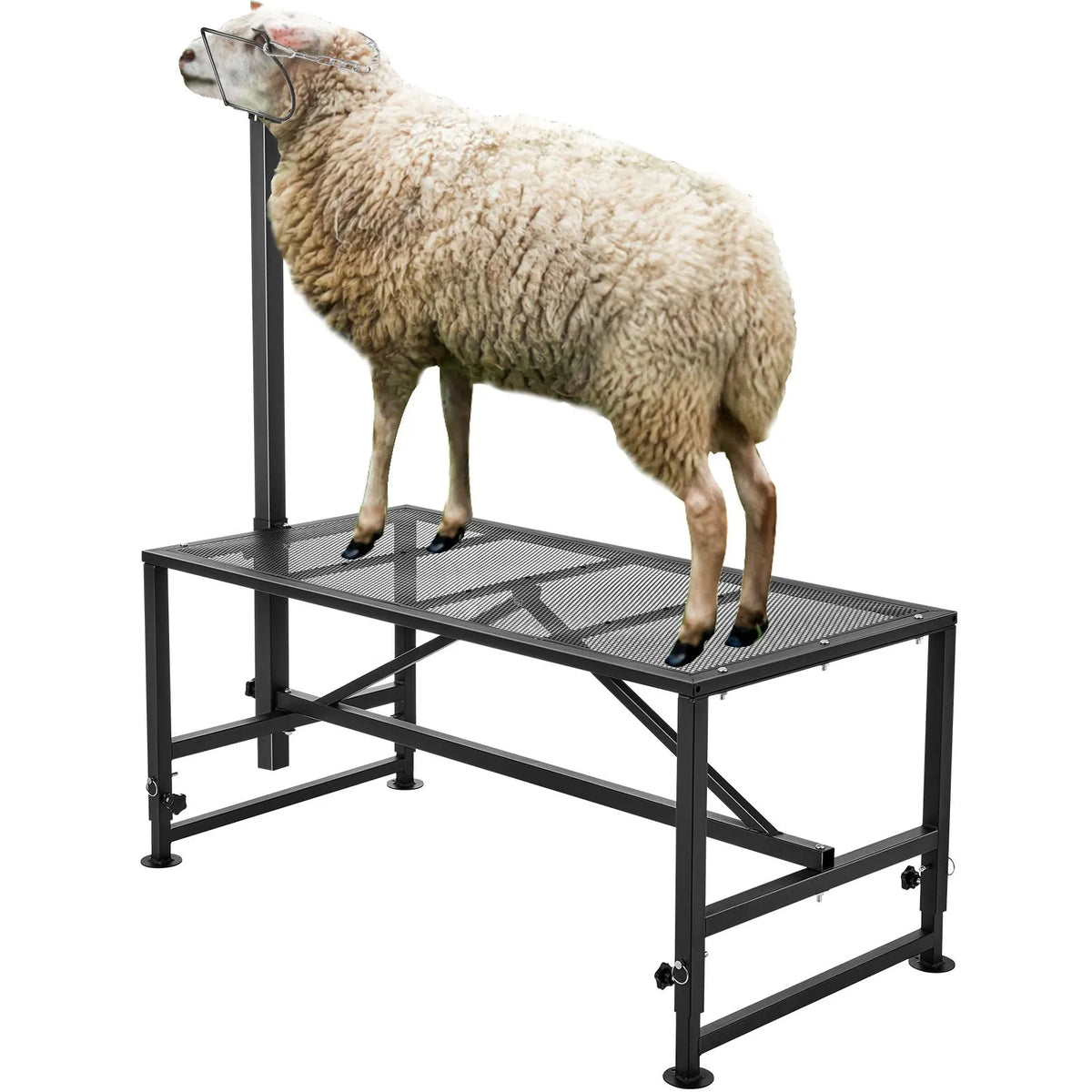 Goat & Sheep Stand, 51x23 inch Livestock Stand, Metal Livestock Milking and Shearing Stand 21" to 33" Adjustable Height, with Headpiece and Nose Loop, 500lbs Loading Weight, Black - Image 9